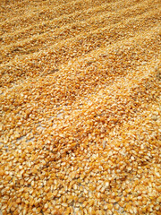 Corn kernels all over the floor, dried and cooked into popcorn.