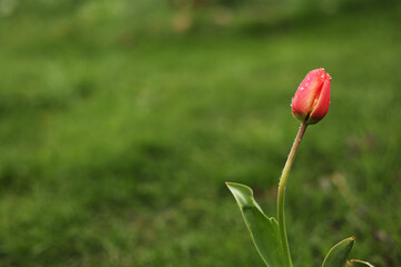 Obraz premium one red tulip grows against the green grass background. take care of the flowers. plant and home gardening. seasonal spring April and May beautiful flowers