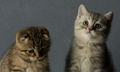 
kittens close up. beautiful portrait of British breed kittens