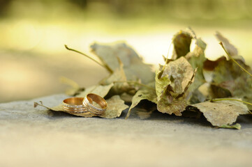 Wedding rings on autumn leaves, vintage color toned image. Wedding in autumn concept. Love in autumn.