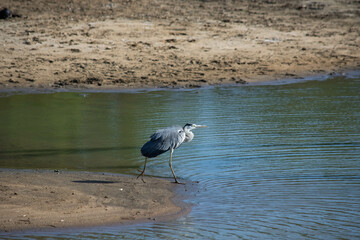 Heron walking into the water..