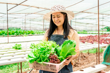Owns hydroponics farm Use water that is free of chemicals. Go to check the quality of green leafy vegetables. Asian woman collecting green leafy vegetables to prepare before selling