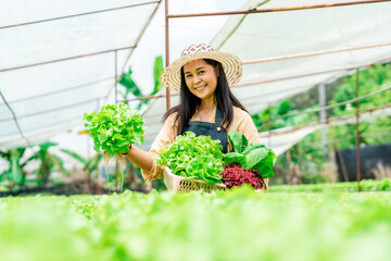 Asian woman owns a hydroponics vegetable farm that uses water for planting, checks the quality of vegetables grown on the farm before harvesting them for sale. Growing using non-toxic methods