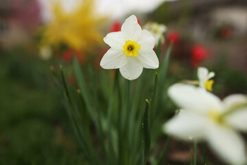 close up view of beautiful white and yellow flowers of daffodils narcissus and red tulips growing in home garden. spring plants blowing by wind