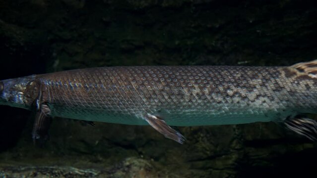 Longnose, billy gar or garpike moving slowly looking for prey. Lepisosteus osseus. Predatory fish with elongated jaws that form needle-like snout swimming in dark water. Freshwater creature