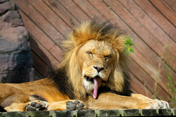 Lion Licking His Paw