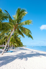 Tropical beach with palm trees and white sand blue ocean and beach beds with umbrellas, sun chairs, and parasols under a palm tree at a tropical beach. Mauritius Le Morne beach