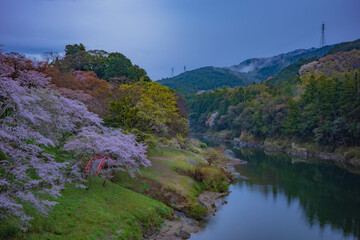 Fog and Cherry Blossoms