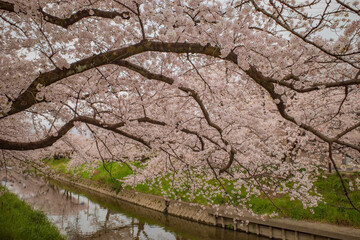 cherry blossom in spring