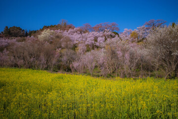 Cherry blossoms and rape blossoms