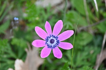 Obraz premium Anemone hortensis L. Broad-leaved anemone, Star anemone 