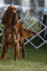 Irish Setter standing ready in the dog show ring