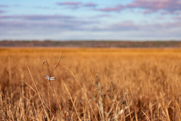 Obraz premium 晩秋の霧多布湿原早朝のとんぼ