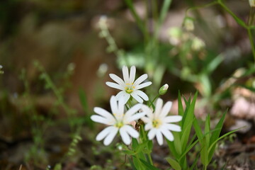 Stellaria holostea L.
Greater stichwort, Easter-bell, Greater stitchwort, Addersmeat, Greater starwort, Adder's-meat, Thunder-flower
