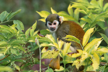 Squirrel Monkey