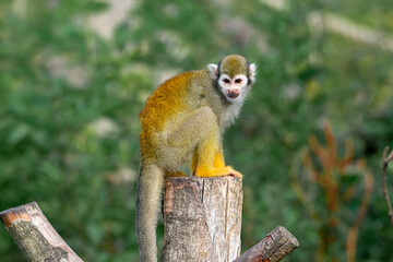 Squirrel Monkey Perched On A Post