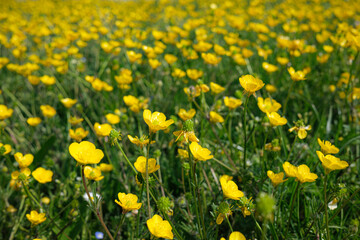 big field of yellow dandelions, late spring