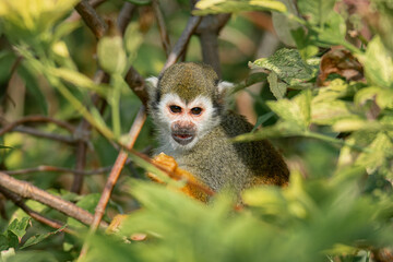 Squirrel Monkey In The Bushes