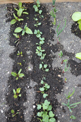 Gemüsepflanzen im Hochbeet