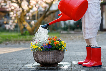 Closeup of little child watering flowers with can. Preschool girl with red gum boots. Spring and...