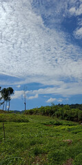 Vertical panoramic view of Altocumulus clouds in the blue sky above a lush green field - obrazy, fototapety, plakaty