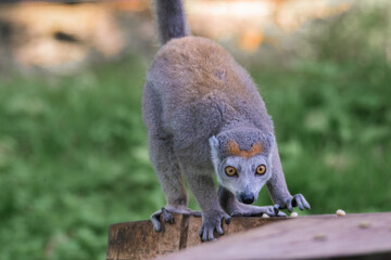 Pouncing Lemur