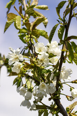 white cherry flowers on a branch