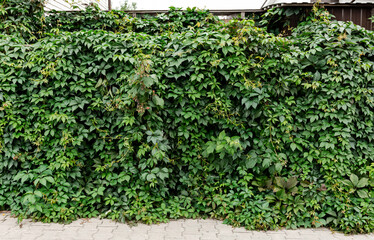 Decorative fence background of wild green grapes leaves. Nature texture. Banner. Five-leaved ivy...