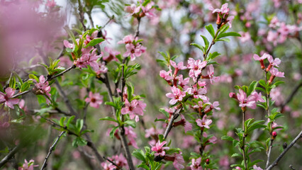 The tree blooms with pink flowers