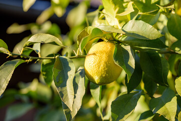 Fruit of lemon, on the tree