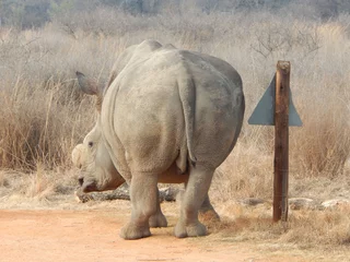 Gardinen Nashorn Selective of a rhino in a dry field on a sunny morning  © Marliene De Vries/Wirestock Creators