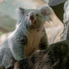 Fototapeta premium Koala Bear