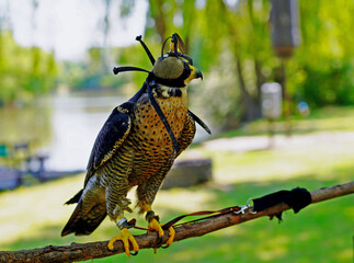 Closeup shot of a trained hawk tied to a branch