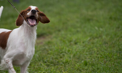Irish Red and White Setter with mouth open at dog show