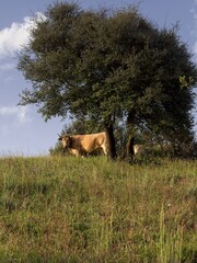 cow staring at camera in the field during springtime