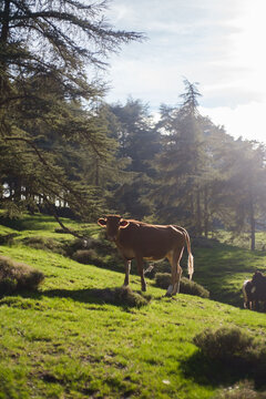 Cow grazing in the green field in Chrea, Blida, Algeria