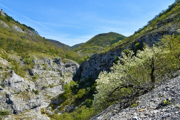View of the waterfall in Val Rosandra valley near Trieste in Italy with white blooming trees in spring