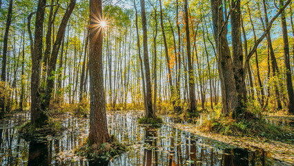 4K Forest Trees Woods Standing In Flood Water After Autumn Rains. Beautiful autumn landscape TimeLapse . Sun Shining During Sunny Sunset Evening.