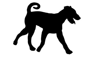 Black dog silhouette. Running airedale terrier puppy. Bingley terrier or waterside terrier. Pet animals. Isolated on a white background.