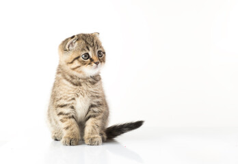 beautiful kitten. portrait of a British breed kitten on a white background with an empty space for texts and inscriptions