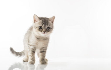 beautiful kitten. portrait of a British breed kitten on a white background with an empty space for texts and inscriptions