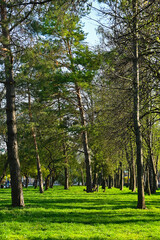 large green coniferous trees in the park in spring. colorful nature. awakening of nature.