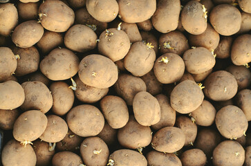 Pile of raw potatoes. Fresh Small White Potatoes at a Farmers Market.
