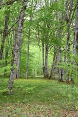 Environment concept. Carbon neutral or carbon net-zero concept background photo Carbon neutral or carbon net-zero concept background photo. Low angle view of lush forest.