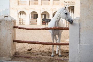 Doha,Qatar, May 01,2022 : View on Arabian horse in the old market souk Waqif in Doha,Qatar.