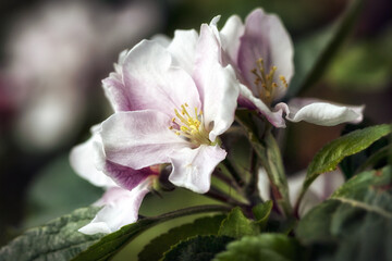 Closeup of blossom and buds of Apple Malus domestica 'Kidd's Orange Red' in a garden in Spring