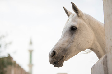 Doha,Qatar, May 01,2022 : View on Arabian horse in the old market souk Waqif in Doha,Qatar.