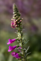 Closeup of flower spike of Foxglove (Digitalis purpurea) in Spring