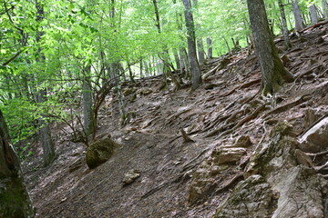 Exposure of beech tree roots