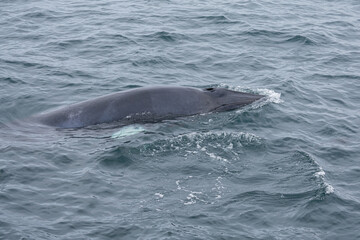 Fototapeta premium Mink Whale